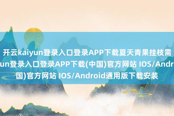 开云kaiyun登录入口登录APP下载夏天青果挂枝需防虫防风-开云kaiyun登录入口登录APP下载(中国)官方网站 IOS/Android通用版下载安装